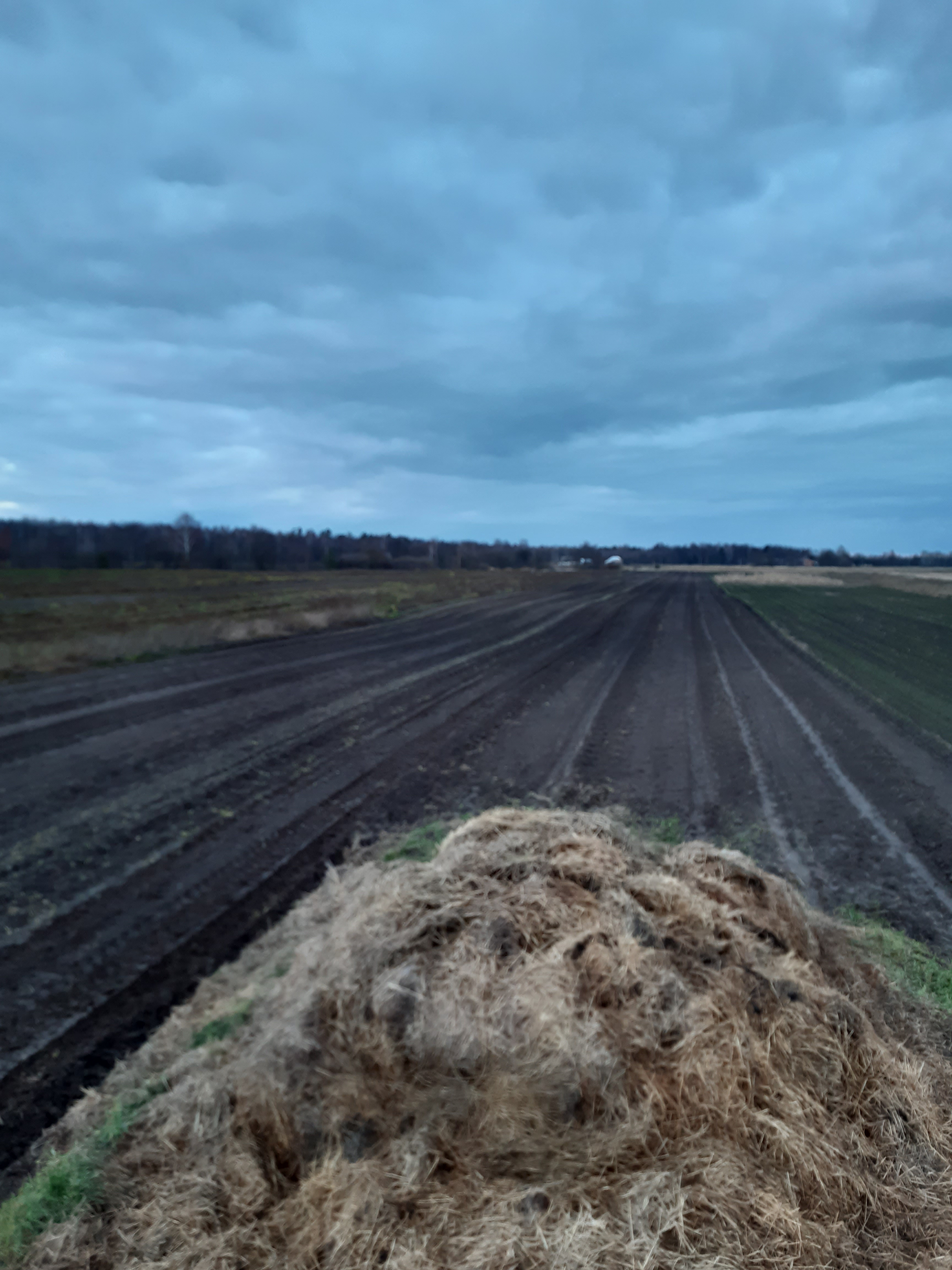  На вирощування органічної ягоди